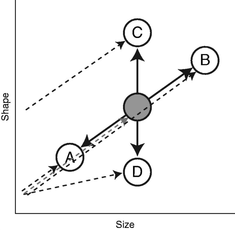 Schematic representation of the evolution of a morphological structure following or not following the ontogenetic scaling exp