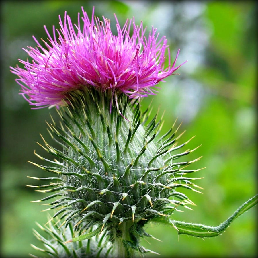 Spear Thistle Flower