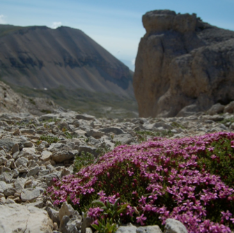 Changes in composition, ecology and structure of high-mountain vegetation: a re-visitation study over 42 years
