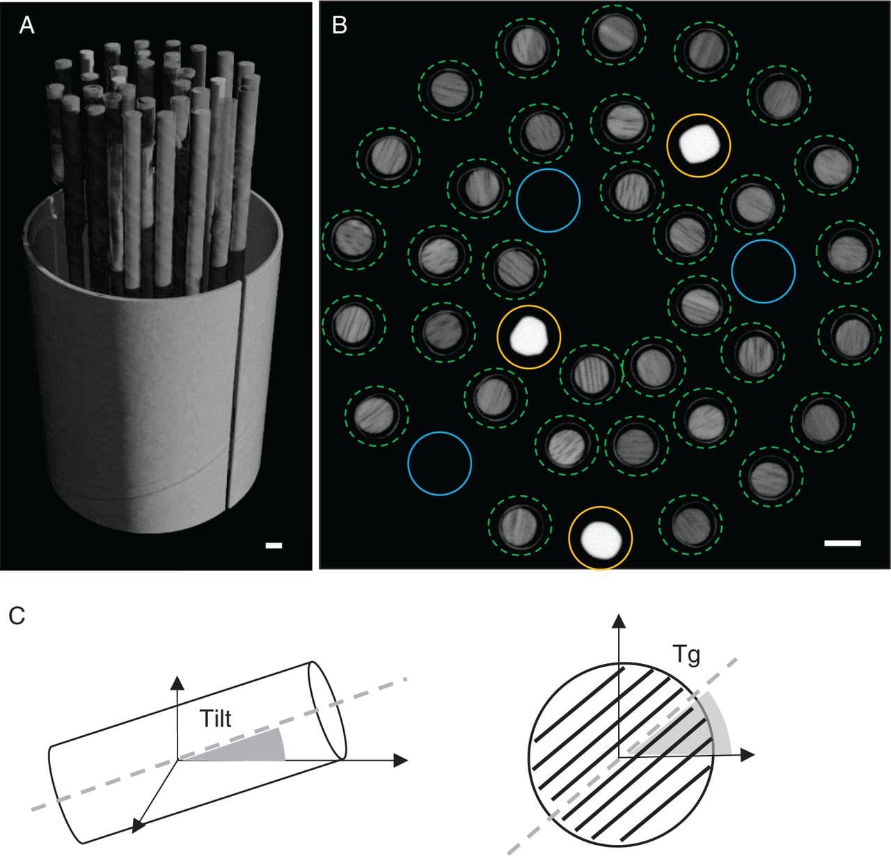 3-D rendering of the sample holder volume containing the tree cores