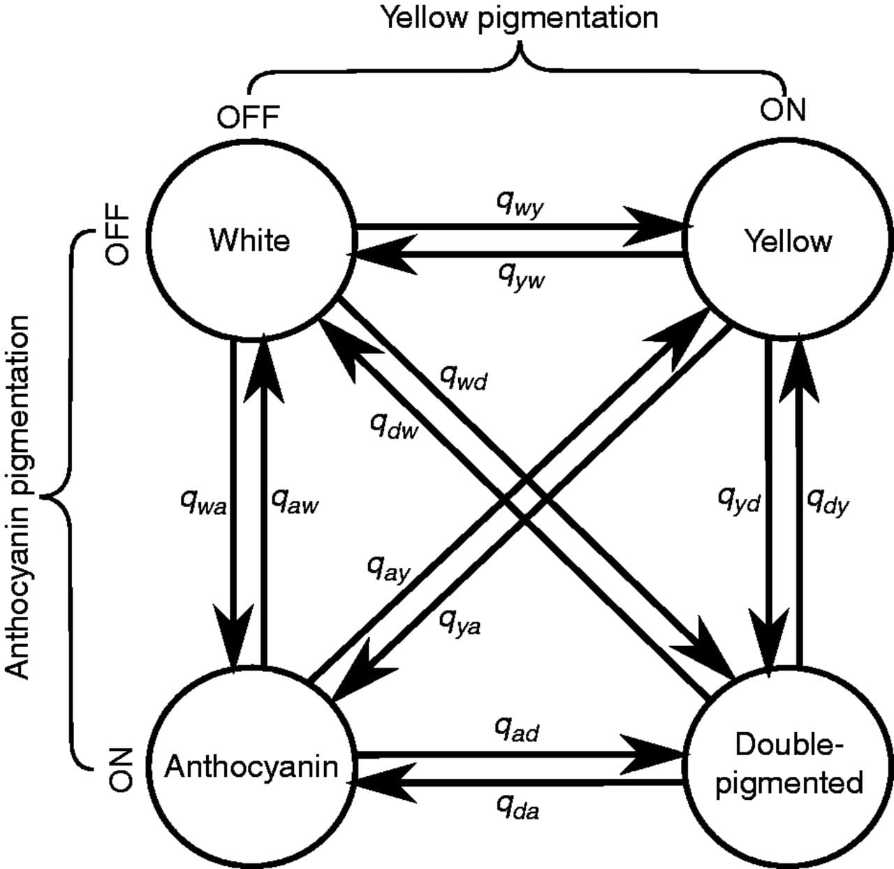 Model for the pigmentation state space and possible transitions.