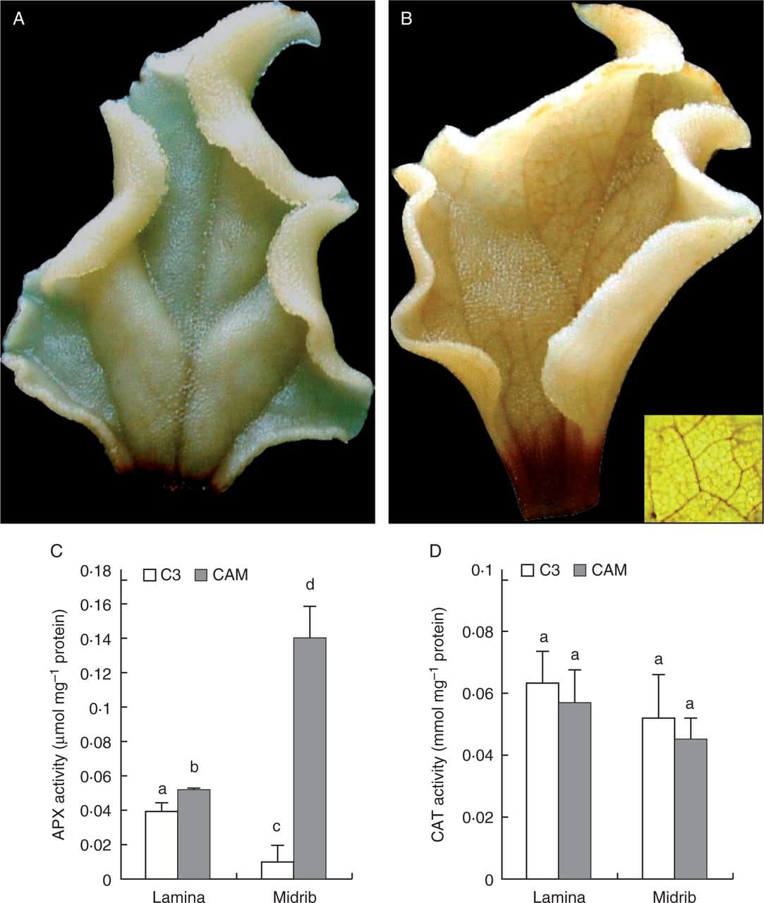 Visualization of H2O2 by DAB staining in detached leaves of C3 (A) and CAM (B) plants, and APX (C) and CAT (D) activities in