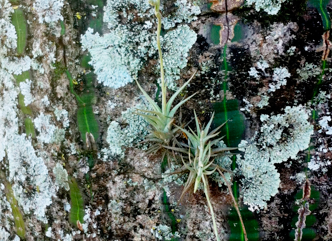 Host trait combinations drive abundance and canopy distribution of atmospheric bromeliad assemblages
