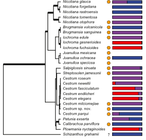 How to make a red flower: the combinatorial effect of pigments