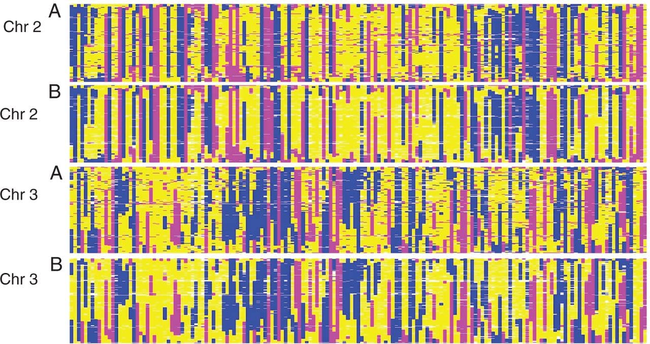 Examples of graphical genotypes of chromosomes 2 and 3 (A) before and (B) after genotype error correction.