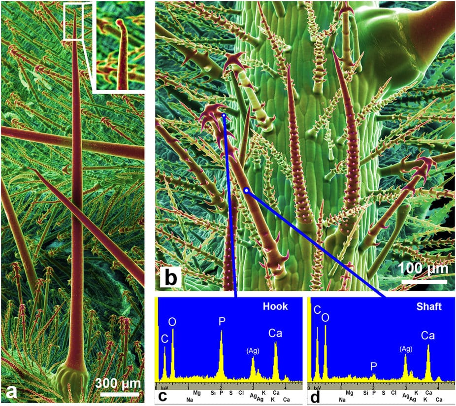 Loasa pallida leaf hairs
