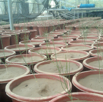 Fixed allocation patterns, rather than plasticity, benefit recruitment and recovery from drought in seedlings of a desert shrub