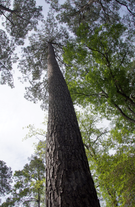Conflicting genomic signals affect phylogenetic inference in four species of North American pines