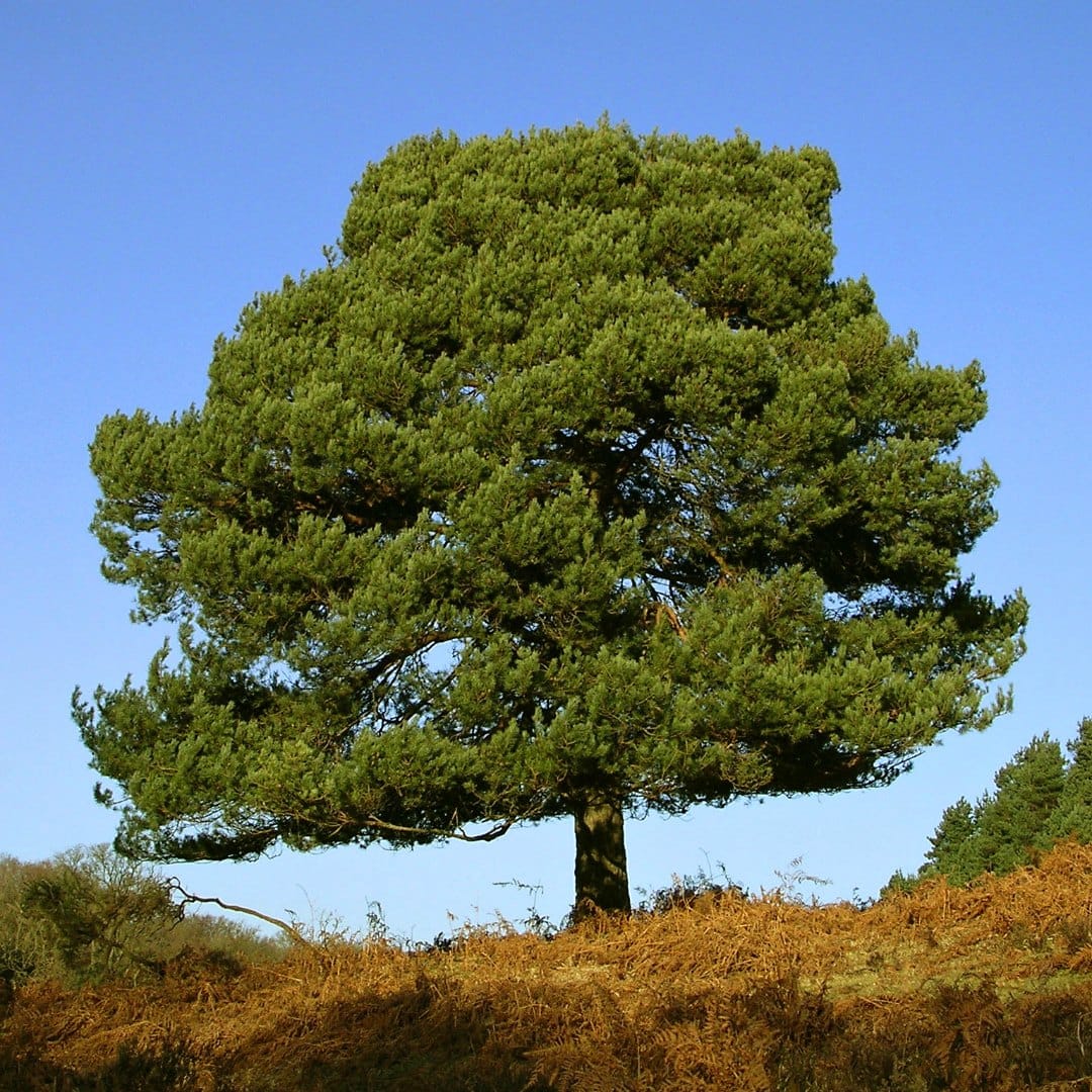 Scots Pine