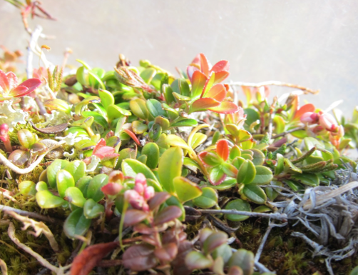 Earlier snowmelt and warming lead to earlier but not necessarily more plant growth