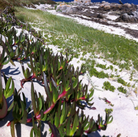 Clonal integration facilitates the colonization of drought environments by plant invaders