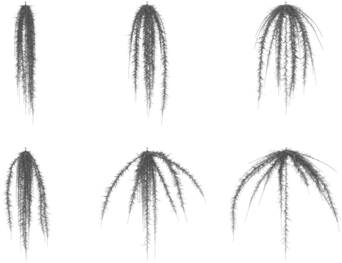 Simulated maize root system with different branching angles