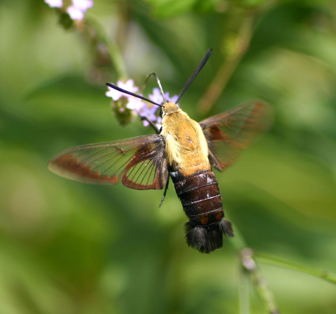 Sphinx moth nectaring on Brazilian vervain