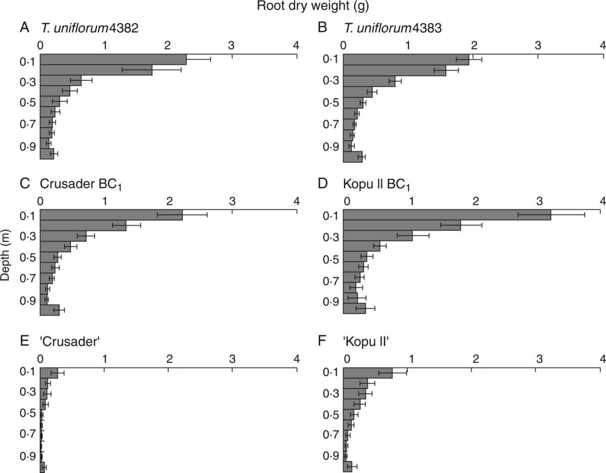 Root depth distribution (g root dry weight by depth) (± s.e.m.) at harvest 4 (237 days after sowing)