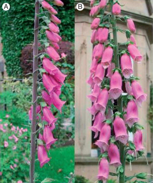 Digitalis purpurea