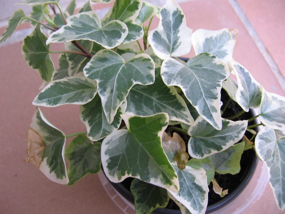 Hedera algeriensis