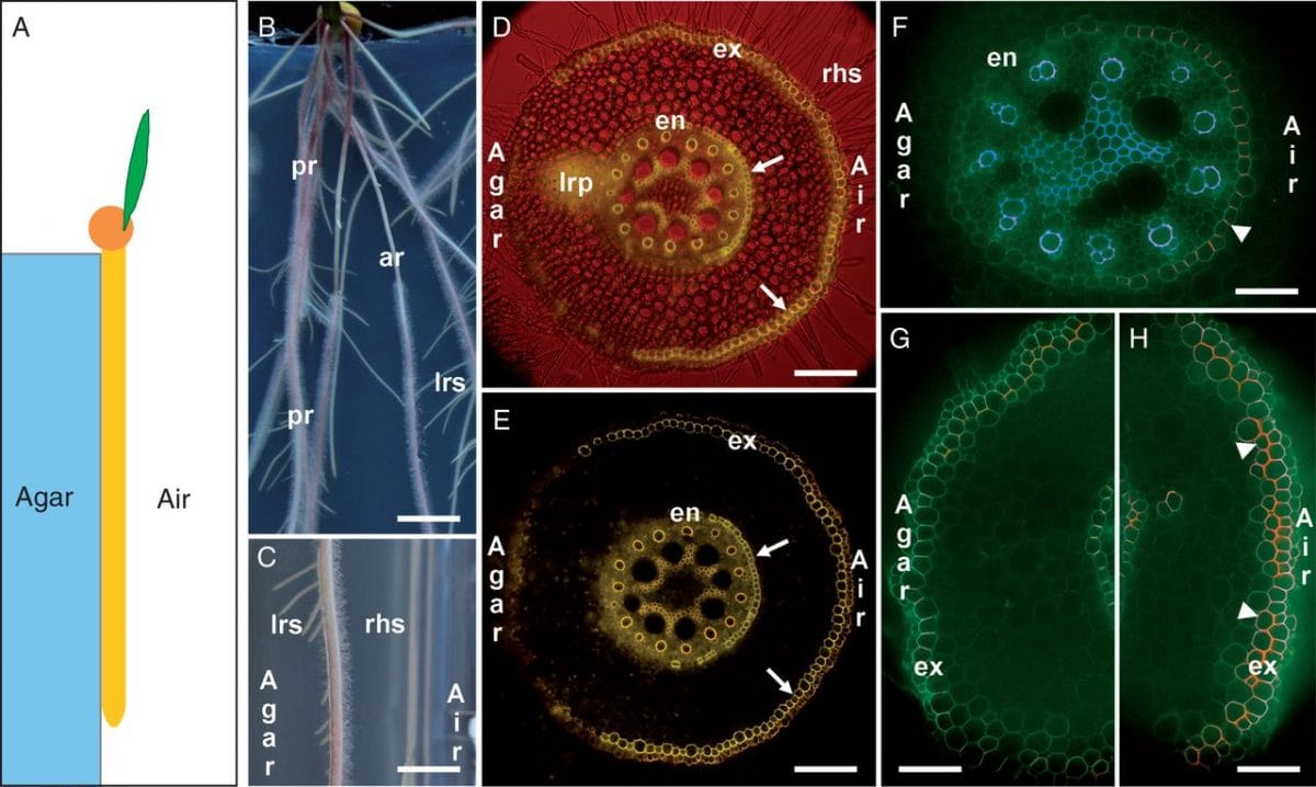 Maize primary root (Zea mays L., hybrid ‘Reduta’) exposed to unilateral treatment by drought (Air) and attached to wet agar-s