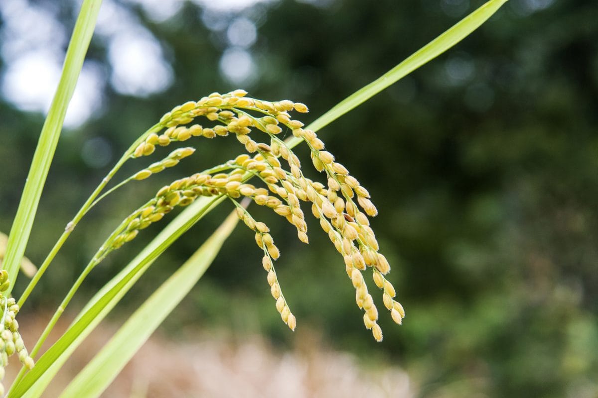 Oryza sativa