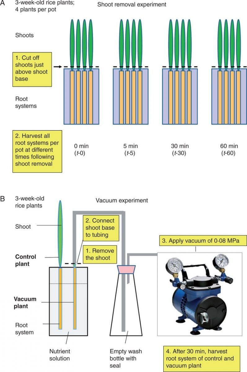 Scheme detailing the approach of the (A) shoot removal and (B) vacuum application experiment in rice (Oryza sativa L.).