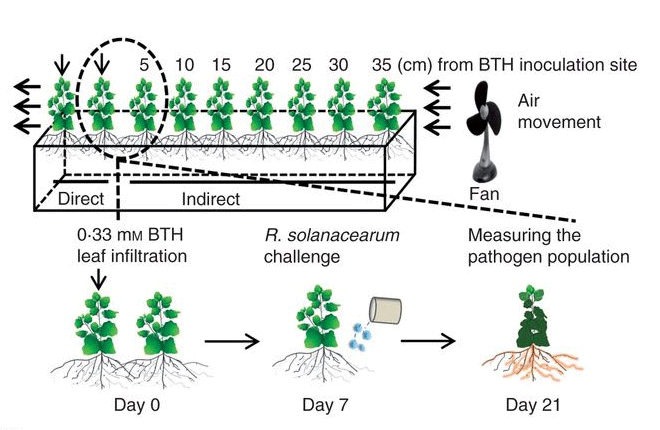 Root-mediated transmission of systemic acquired resistance (SAR) against a soil-borne pathogen R. solanacearum.