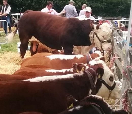 Prize winning Hereford bulls from cryogenically stored Embryo Transfer