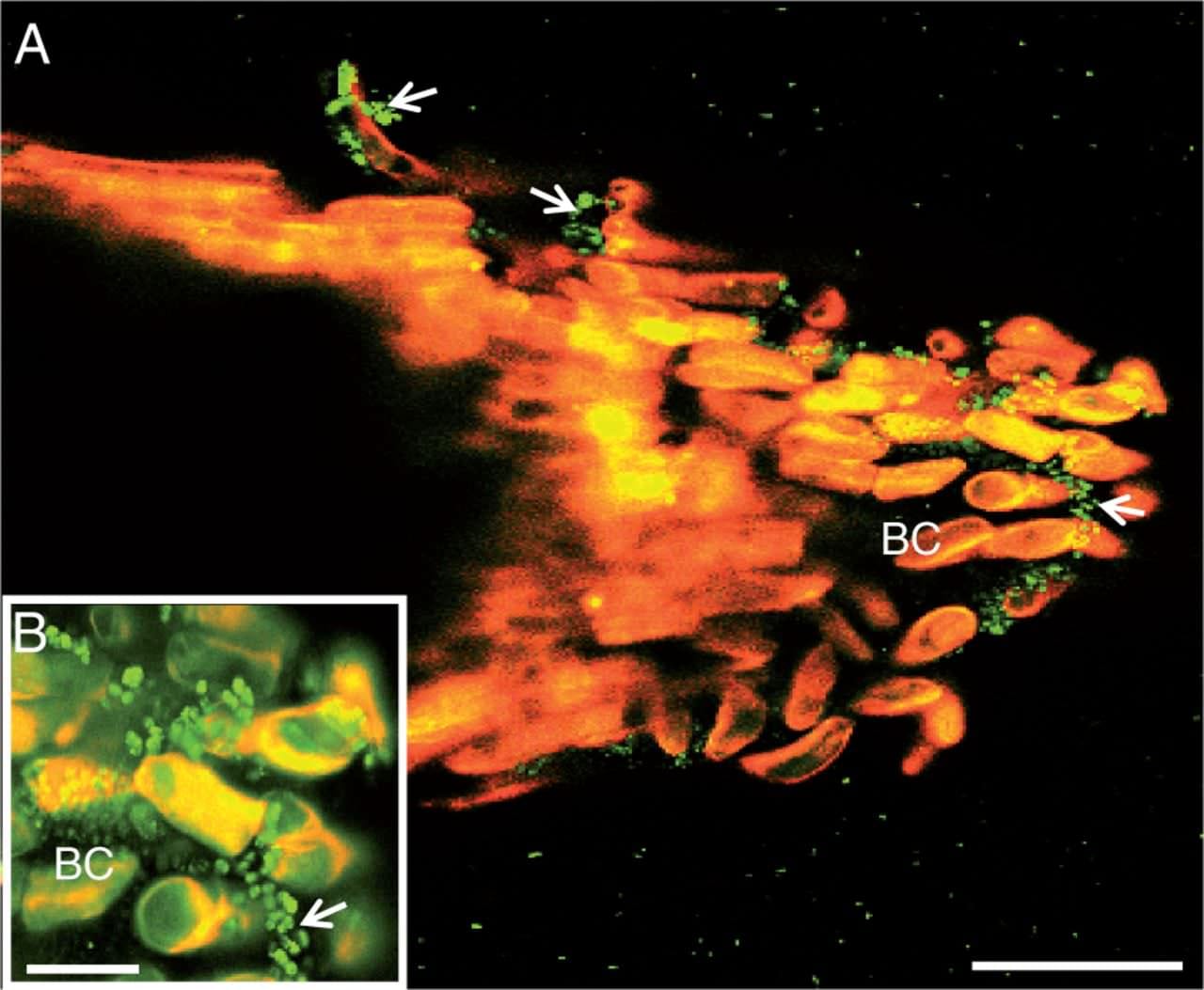 Laser confocal microscopy image showing binding of the bacterium P. atrosepticum to S. tuberosum root tip.