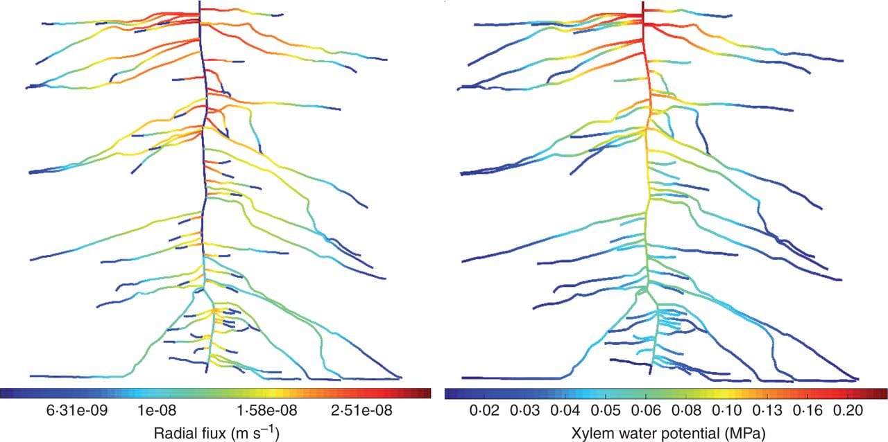 Radial fluxes (m s–1) (left) and (minus) absolute xylem water potential (MPa) (right) along a 3-week-old root system of lupin