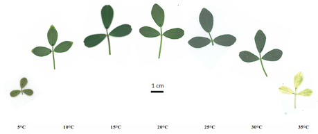 Intraspecific variation in thermal acclimation of photosynthesis across a range of temperatures in a perennial crop
