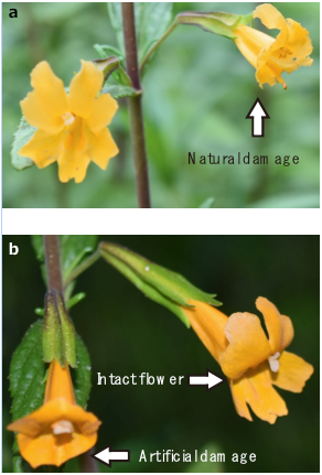 Florivory and pollinator visitation: a cautionary tale