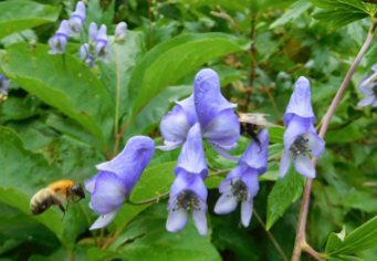 Foraging responses of bumblebees to rewardless floral patches: Importance of within-plant variance in nectar presentation
