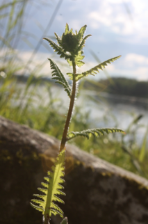 Combining incidence and demographic modelling approaches to evaluate metapopulation parameters for an endangered riparian plant
