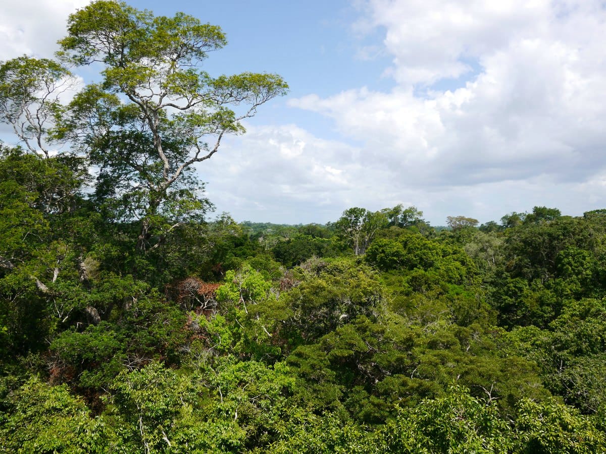 Caxiuanã National Forest Reserve in the lowland Amazon Rainforest.