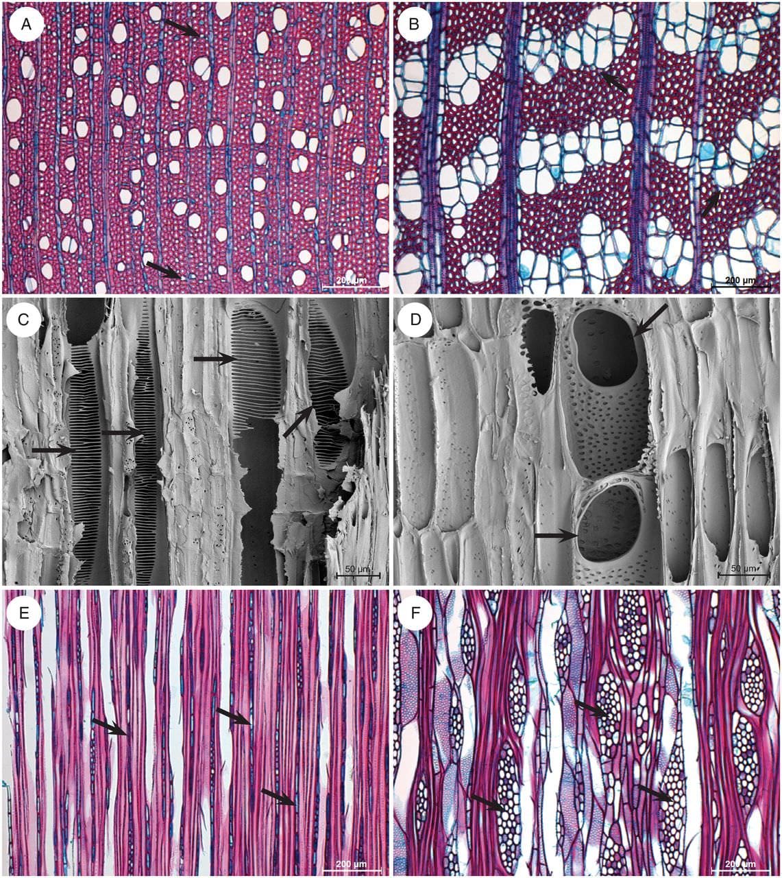 Illustrations of light microscope wood sections (A, B, E, F) and scanning electron microscope surfaces (C, D) showing the mar
