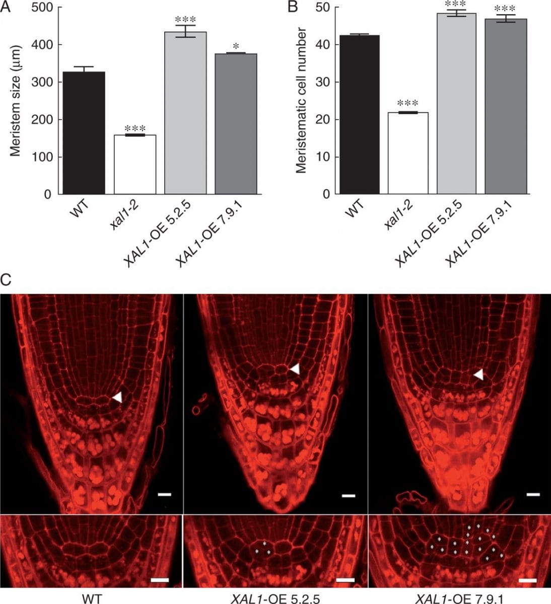 Overexpression of XAL1 is sufficient to promote root cell proliferation.