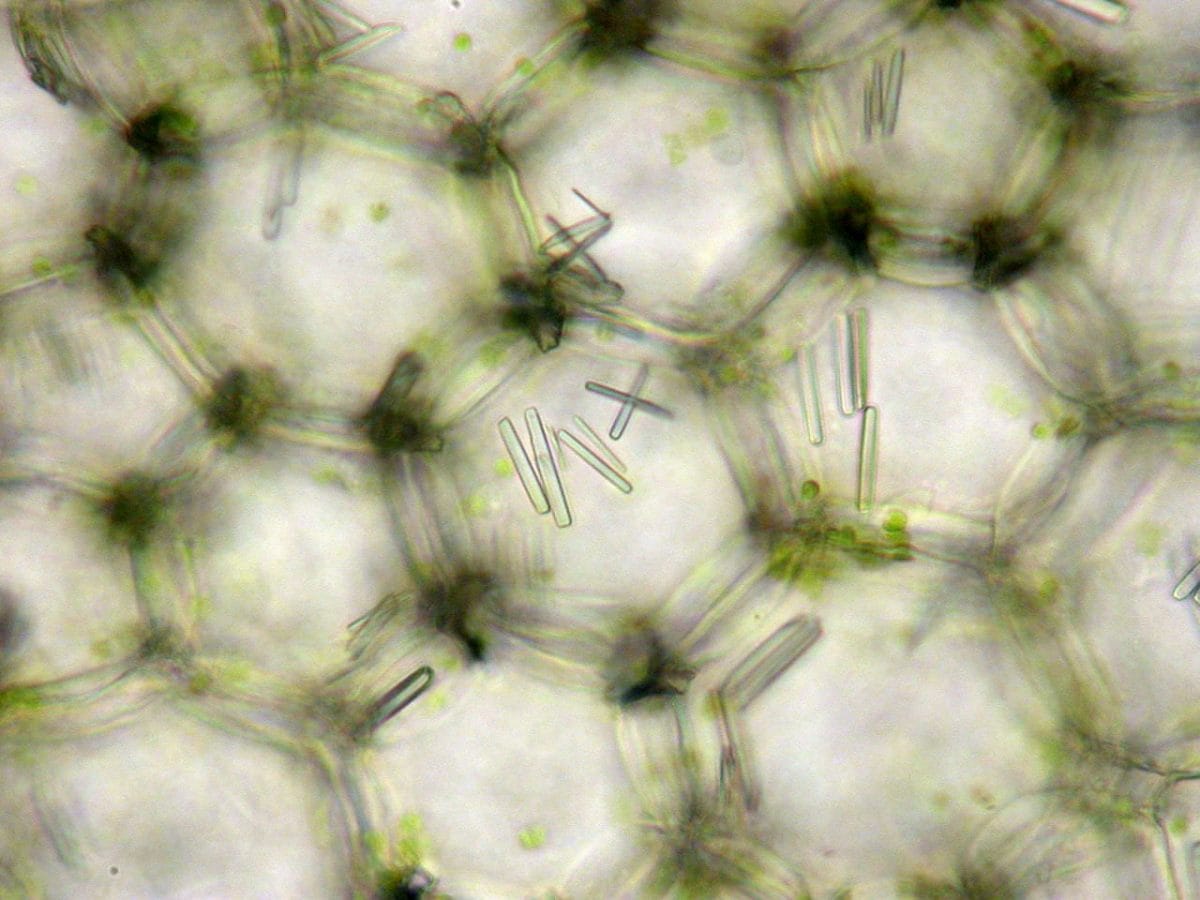 Calcium oxalate raphide crystals within the cortex area of a purple polka dot plant (Hypoestes phyllostachya)