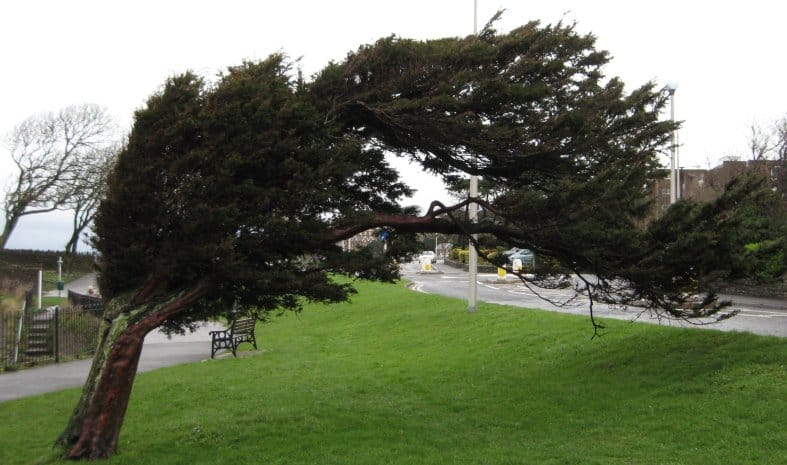 The fundamental elements of plant construction *