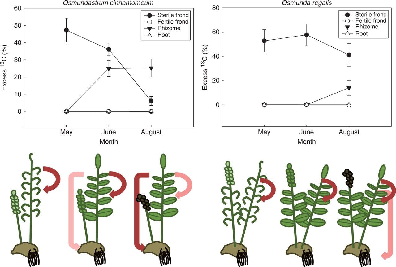 Movement of 13C-labelled gas throughout Osmundastrum cinnamomeum and Osmunda regalis across the growing season.