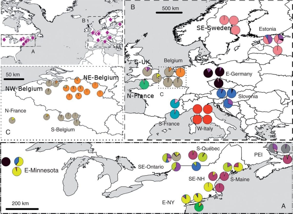 Map showing geographical locations of populations in the invaded range (A) and the native range (B) of Frangula alnus.