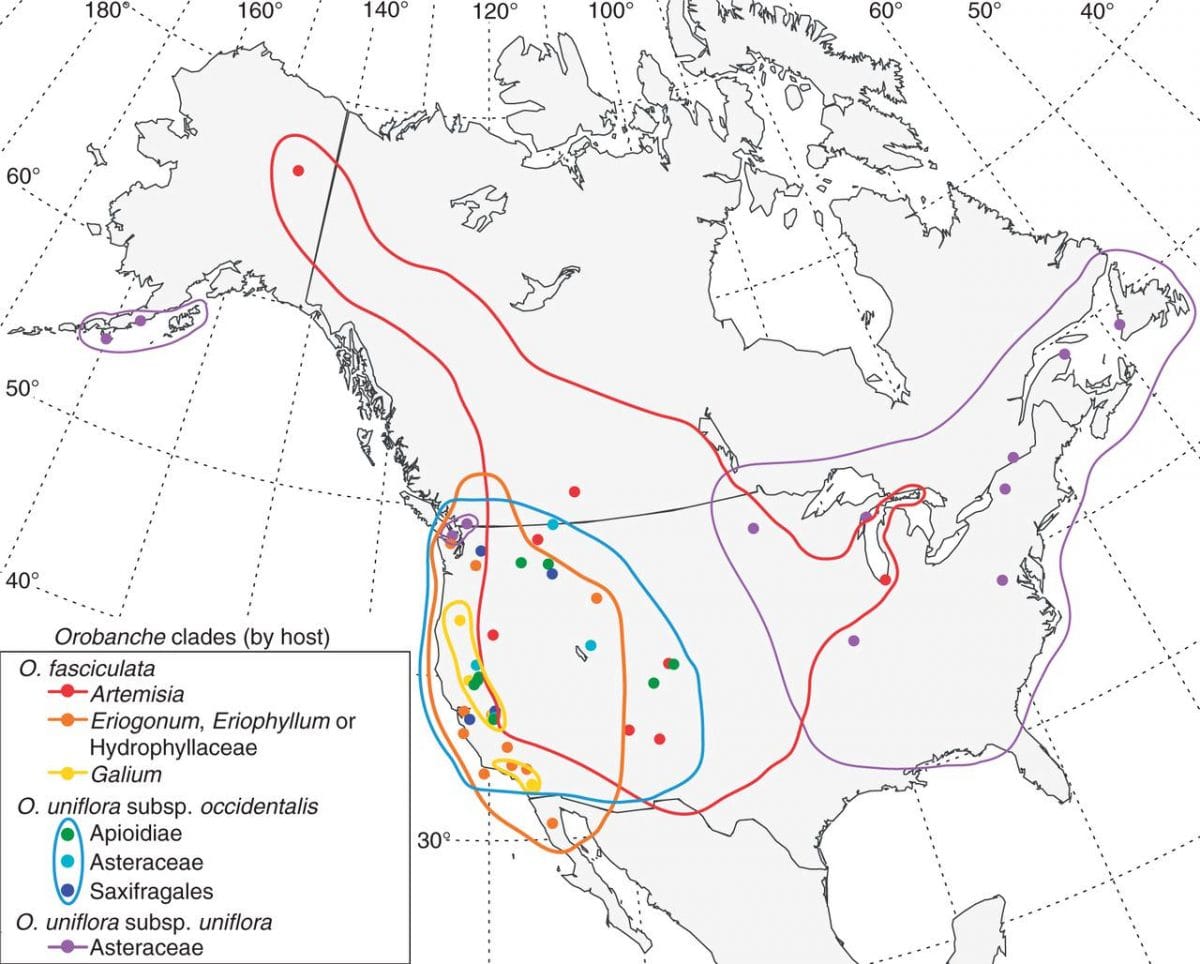 Range map of host-specific clades of Orobanche sect. Gymnocaulis.