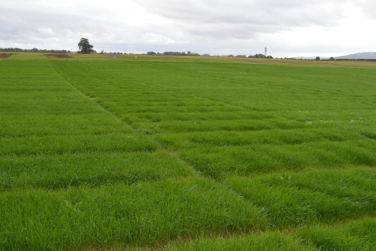 Ryegrass