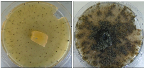 The defensive role of foliar endophytic fungi for a South American tree