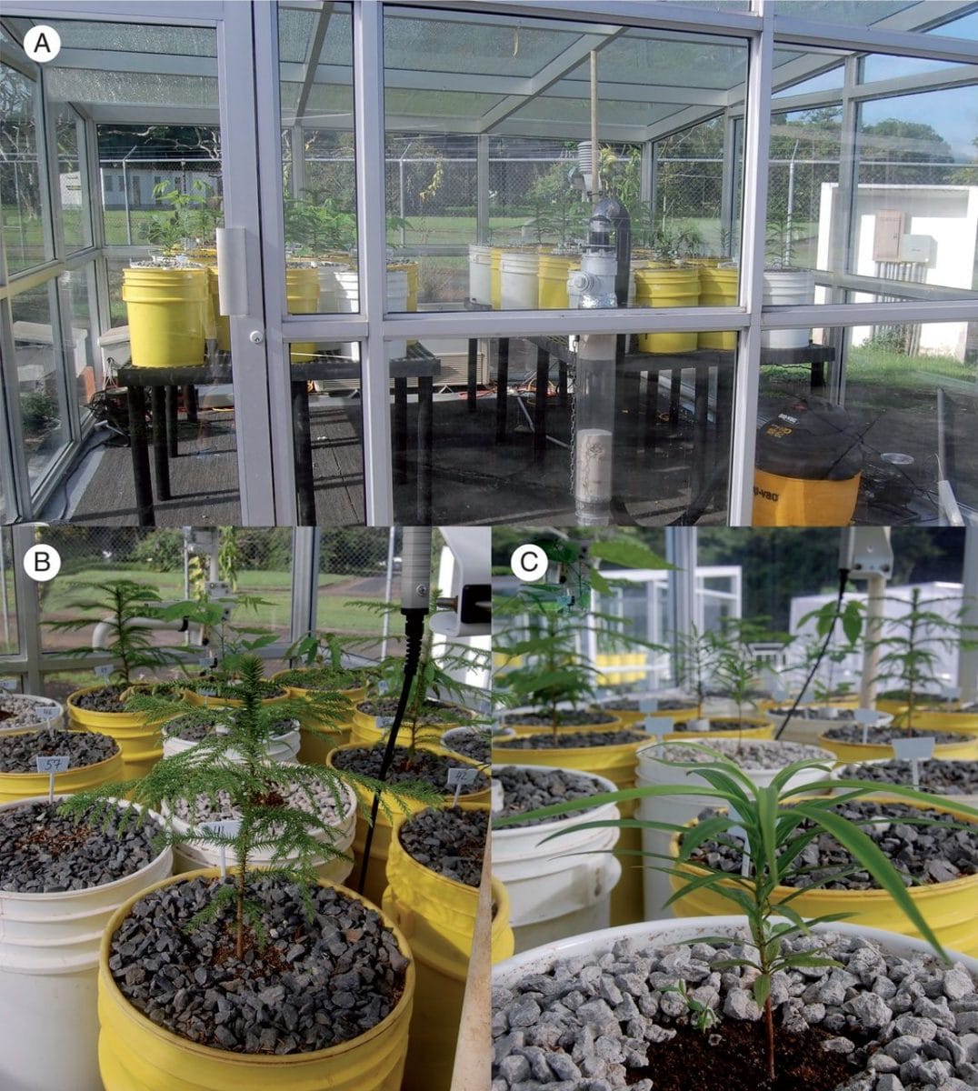 Glasshouse showing soda lime column and vacuum pump in foreground (A), seedling of Araucaria heterophylla (B) and (C) seedlin