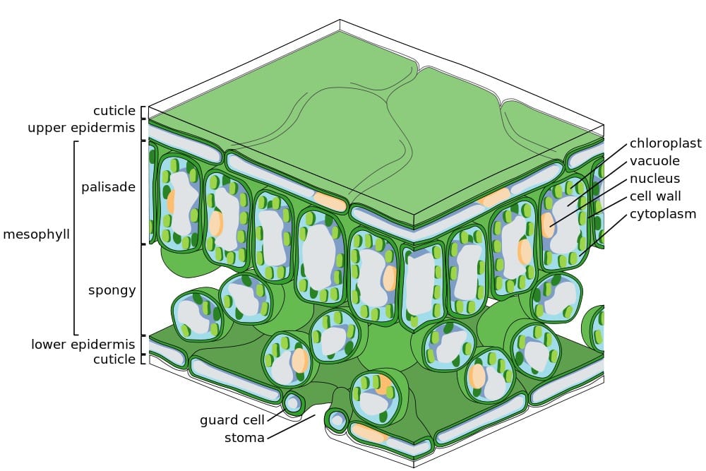 The fine scale structure of a leaf featuring the major tissues; the upper and lower epithelia (and associated cuticles), the