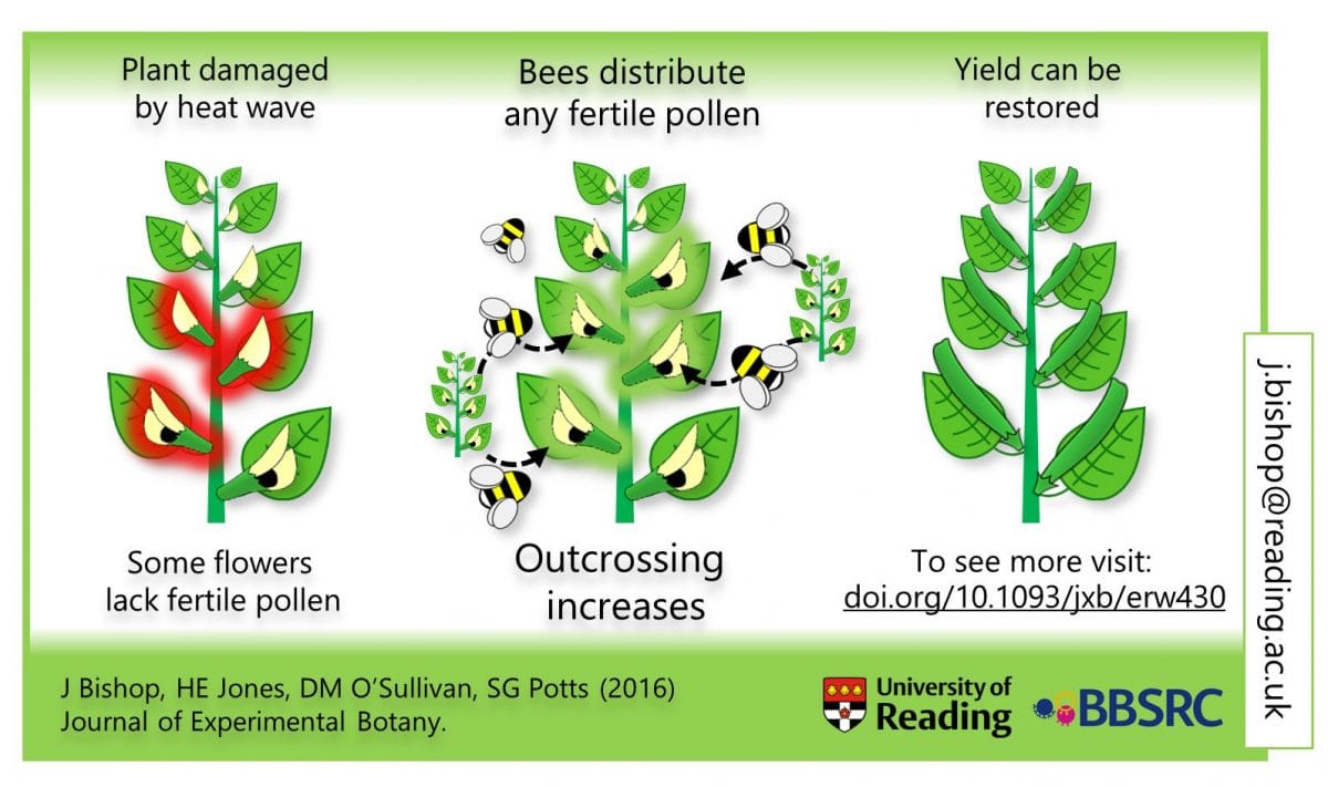 Faba bean response to heat stress