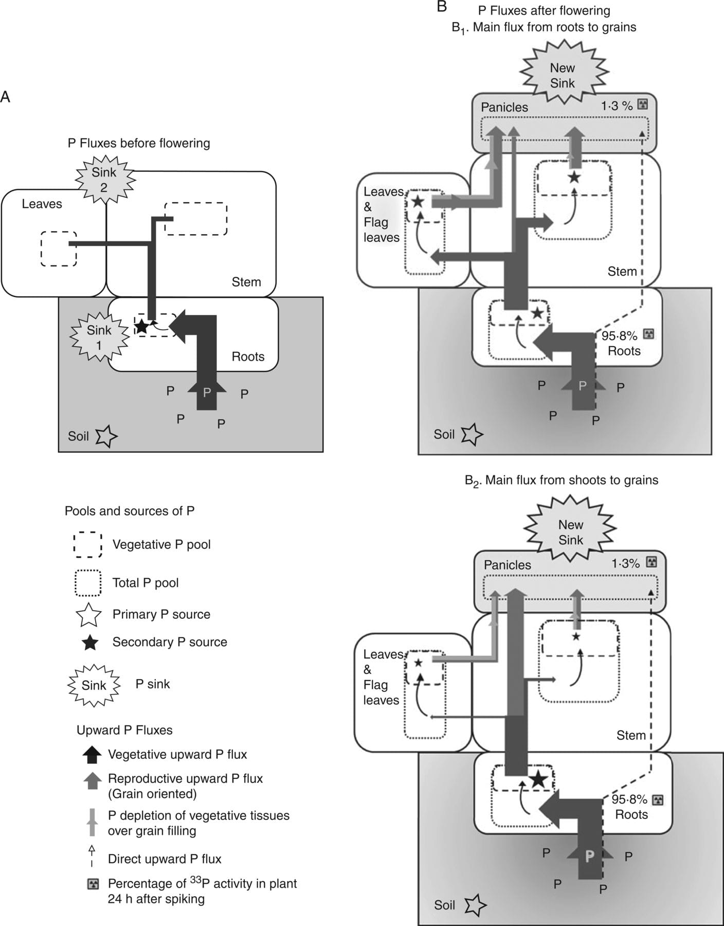 Proposed model of upward P fluxes in rice plants before (A) and after (B) flowering.