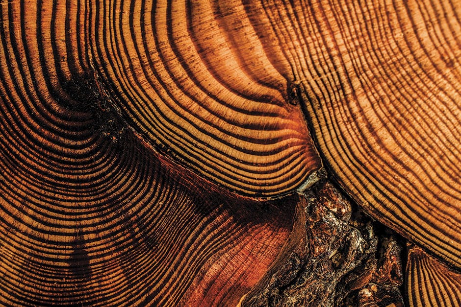 Cross section of a red pine from the 17th century.