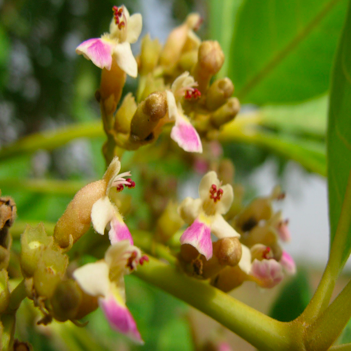 Reproductive traits affect the rescue of valuable and endangered multipurpose tropical trees