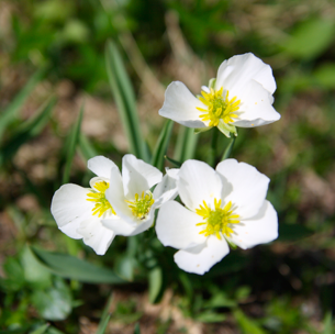 Correlations of polyploidy, apomixis and alpine environmental gradients