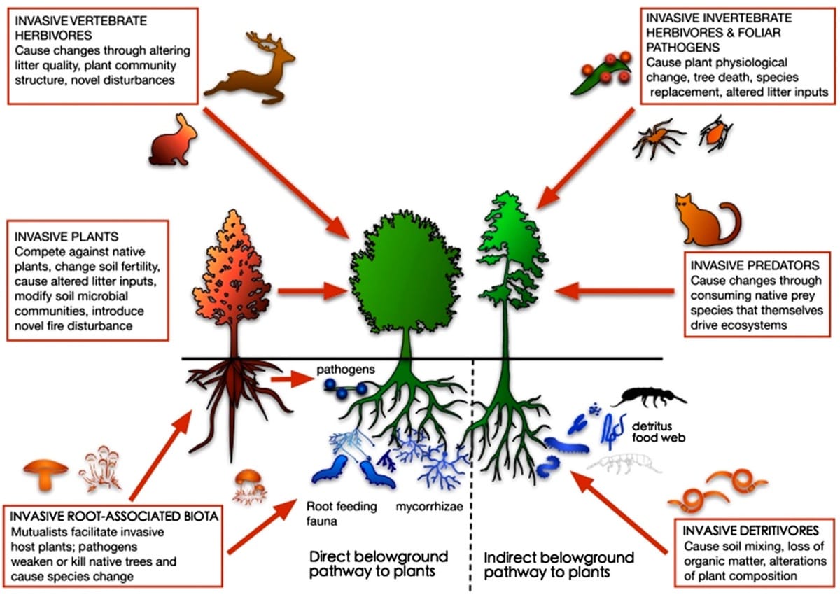 Aboveground and belowground biota are linked in forest ecosystem