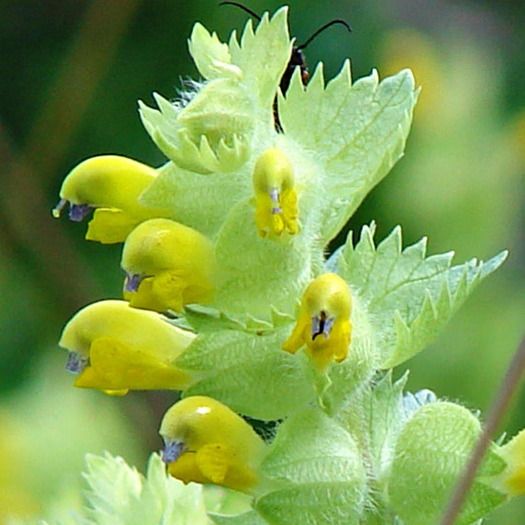 Rhinanthus alectorolophus